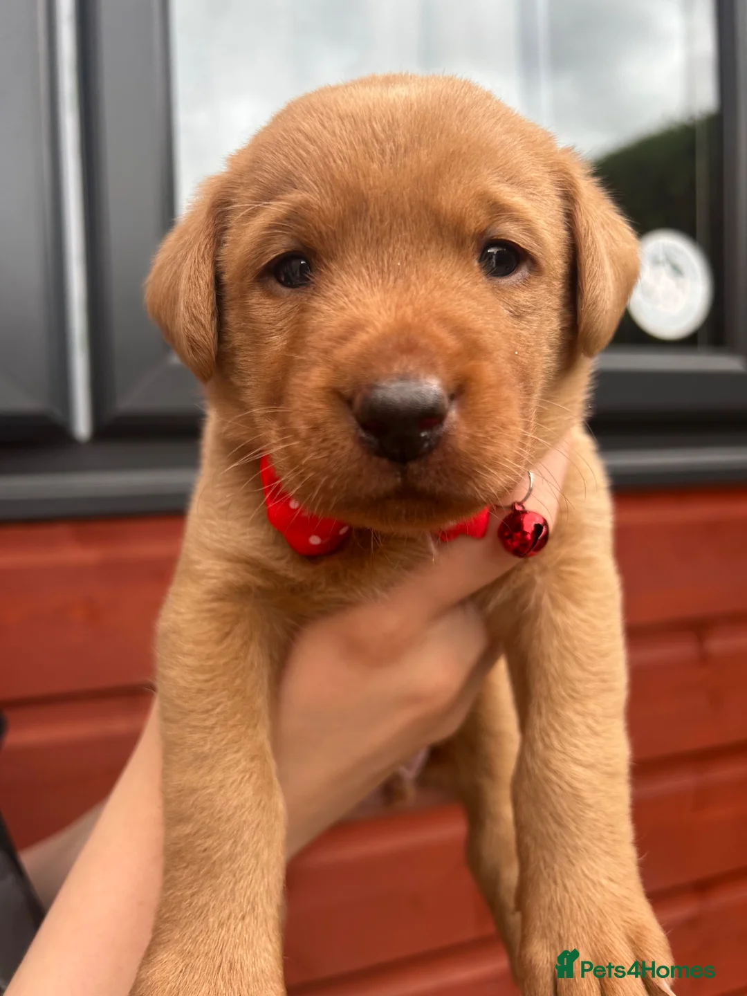 Labrador Retriever dogs for sale: Gorgeous Labrador puppies  in Forfar - Advert 1