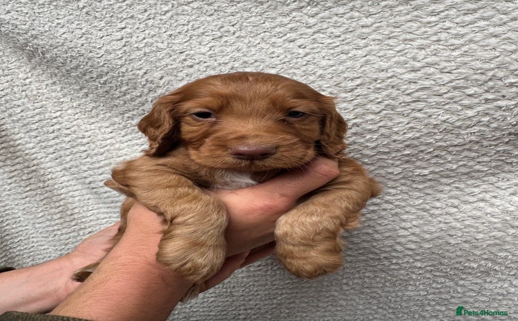 Cocker Spaniel dogs - Advert 8