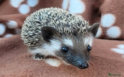 Pygmy Hedgehog rodents for sale: African Pygmy Hedgehog Hoglets  - Image 6