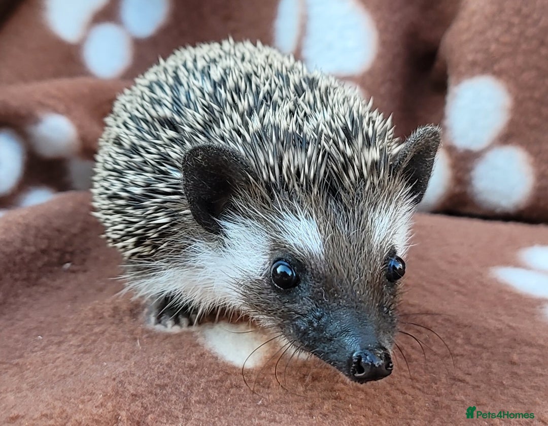 Pygmy Hedgehog rodents for sale: African Pygmy Hedgehog Hoglets  - Image 6