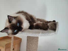 Ragdoll cats - Advert 7