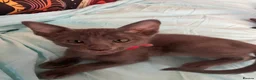 Oriental cats for sale: 7 stunning oriental kittens available now - Advert 24