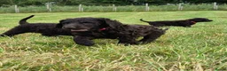 Irish Water Spaniel dogs for sale: Irish Water Spaniels  in Bishop Auckland - Advert 25