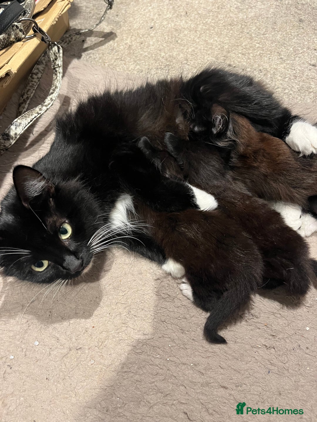 British Shorthair cats for sale: Two gorgeous male kittens - Advert 5