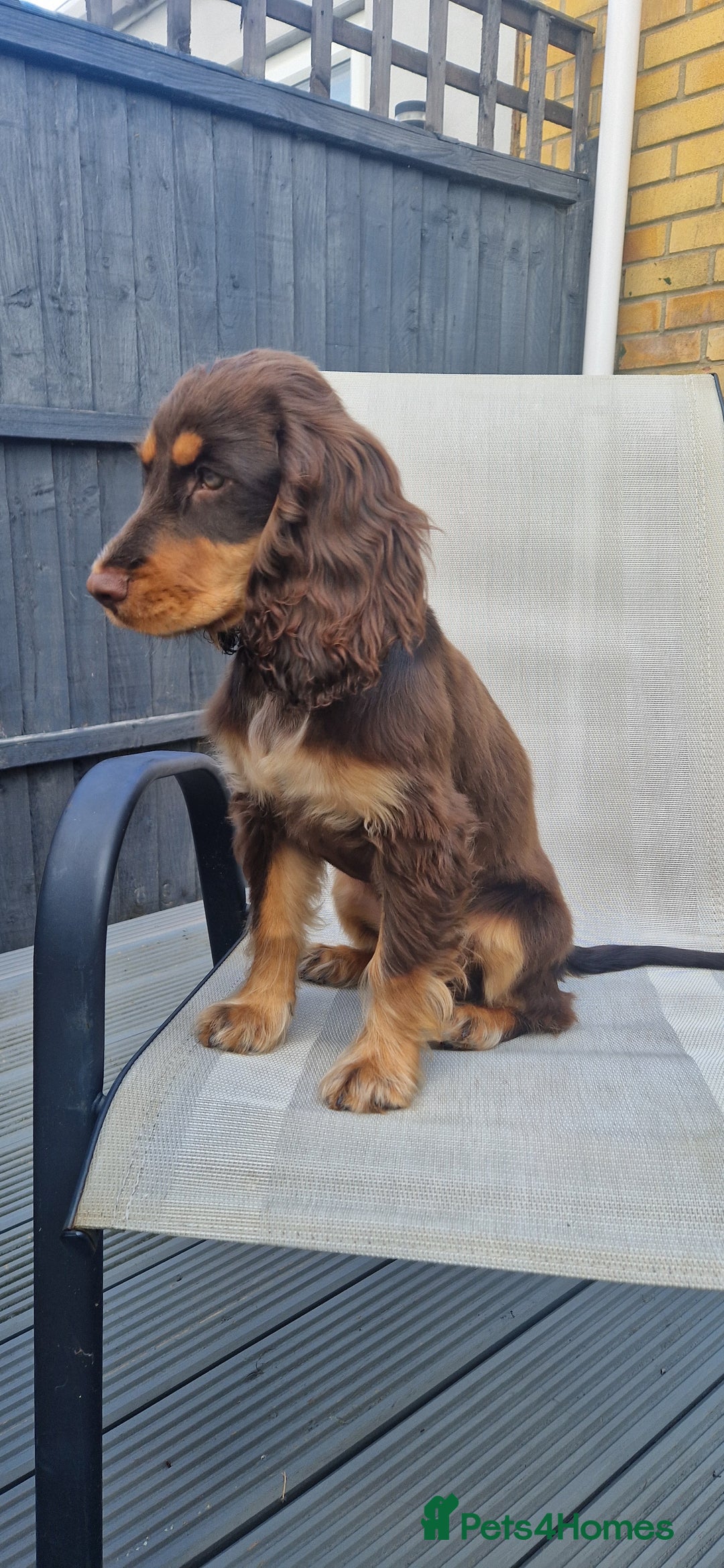 Cocker Spaniel dogs for sale: Beautiful KC Registered Cocker Spaniel Puppies  - Advert 11