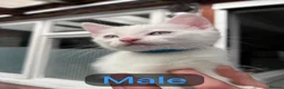 Mixed Breed cats for sale: Kittens from my Khao Manee looking for a home in Hounslow - Advert 11