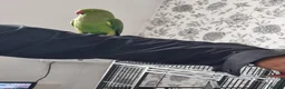 Parrots birds for sale: Beautiful ringneck talking parrot  - Advert 3