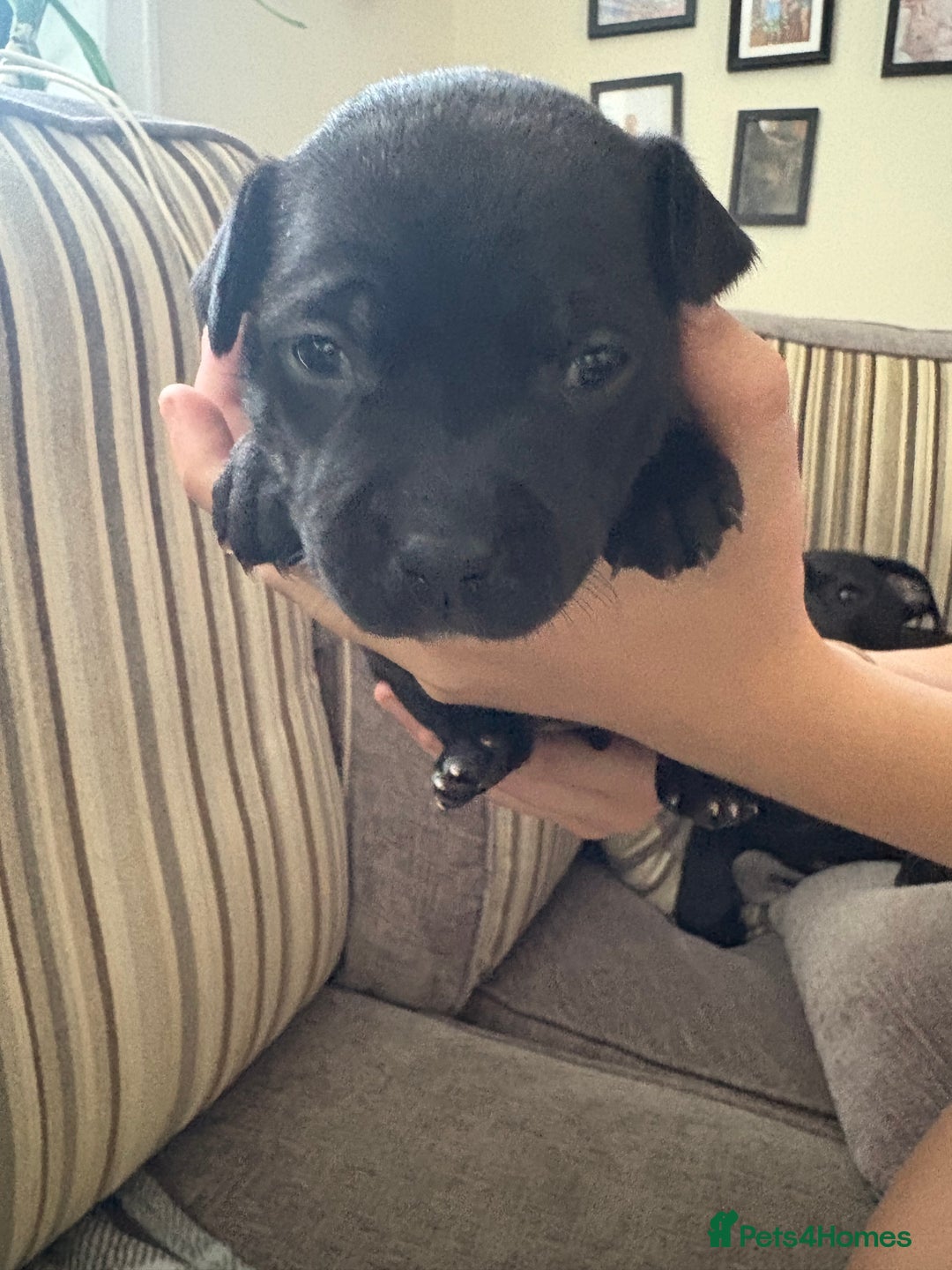 Staffordshire Bull Terrier dogs for sale: 8 Staffordshire Bull Terriers  - Image 27