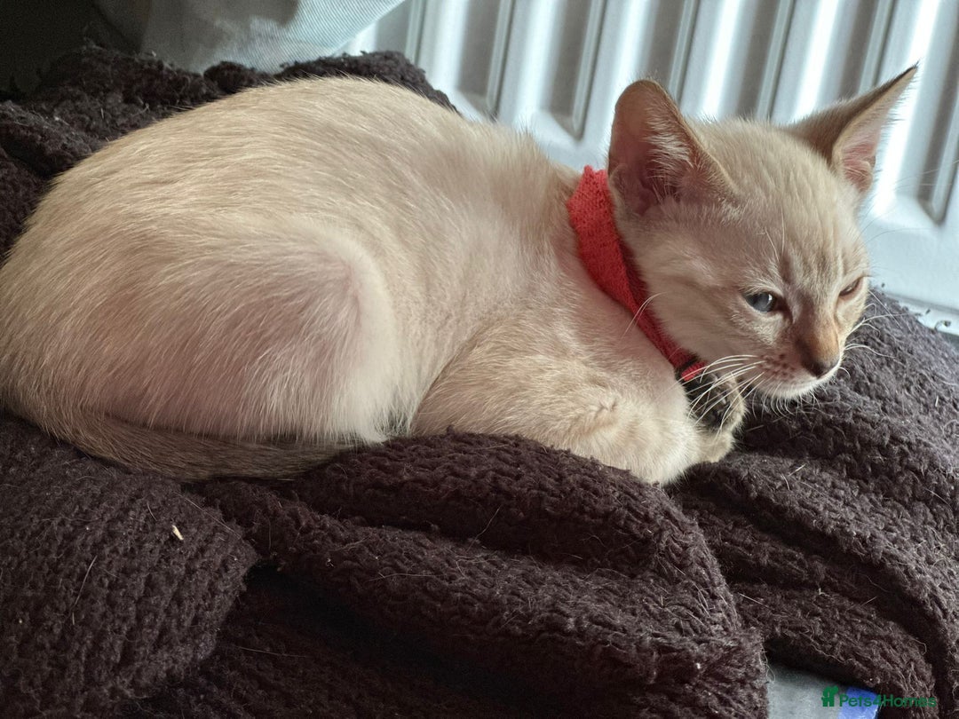 Bengal cats for sale: Blue Eyes Snow Lynx Bengal Kittens - Image 37