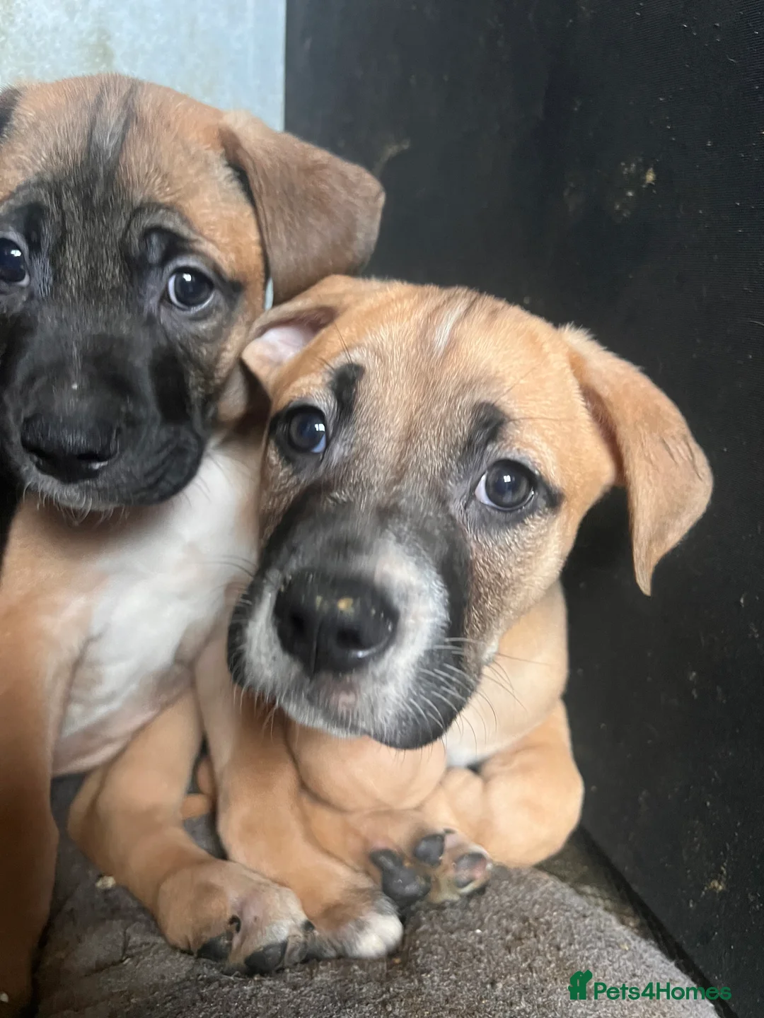 Mixed Breed dogs for sale: 8 Beautiful Mastiff x Staff x Black Mouth Cur Pups - Advert 37