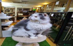 Mixed Breed cats for adoption: SILVER -EXTREMELY HANDSOME NEUTERED BOY - Image 7