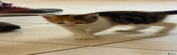 Mixed Breed cats for sale: Calico Kittens for sale  in London - Advert 12