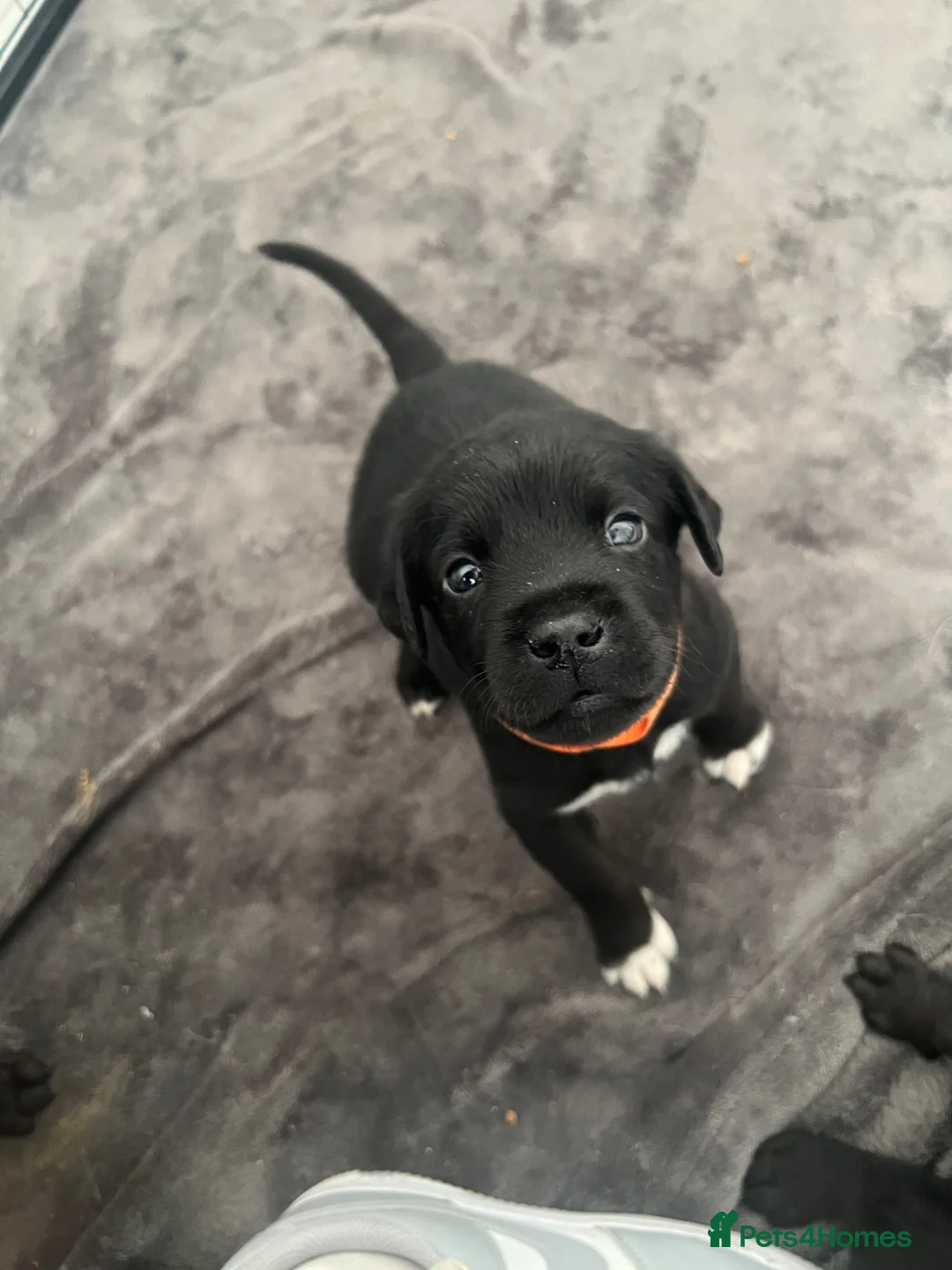 Mixed Breed dogs for sale: Labrador x kelpie puppies - Advert 1