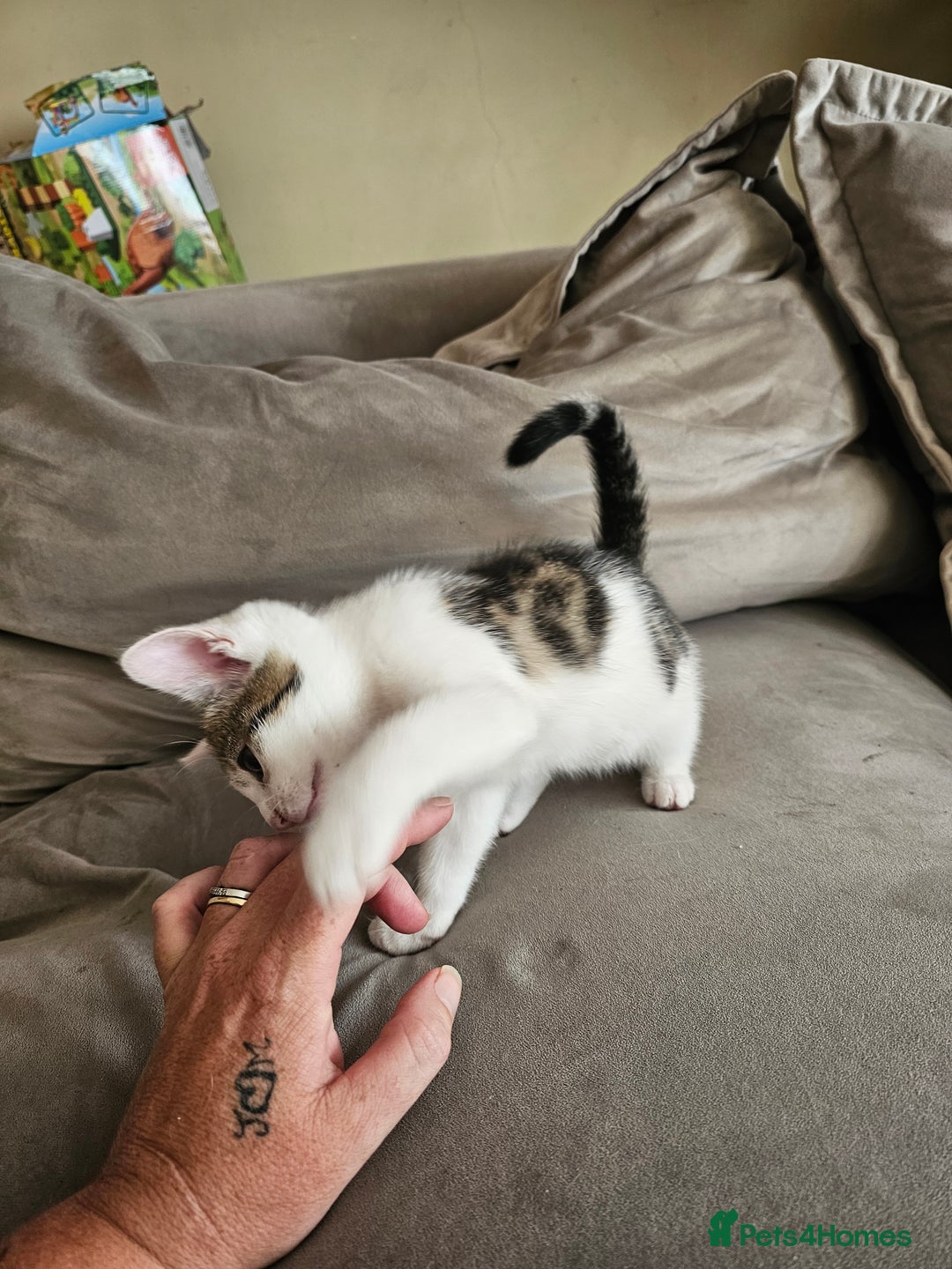Mixed Breed cats for sale: 4 beautiful kittens - Image 3