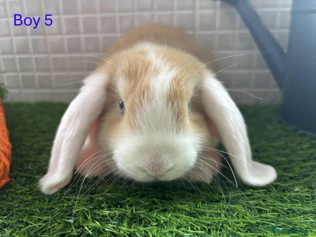 Mini Lop rabbits for sale: Mini lop baby bunnies - Ready now! - Image 19