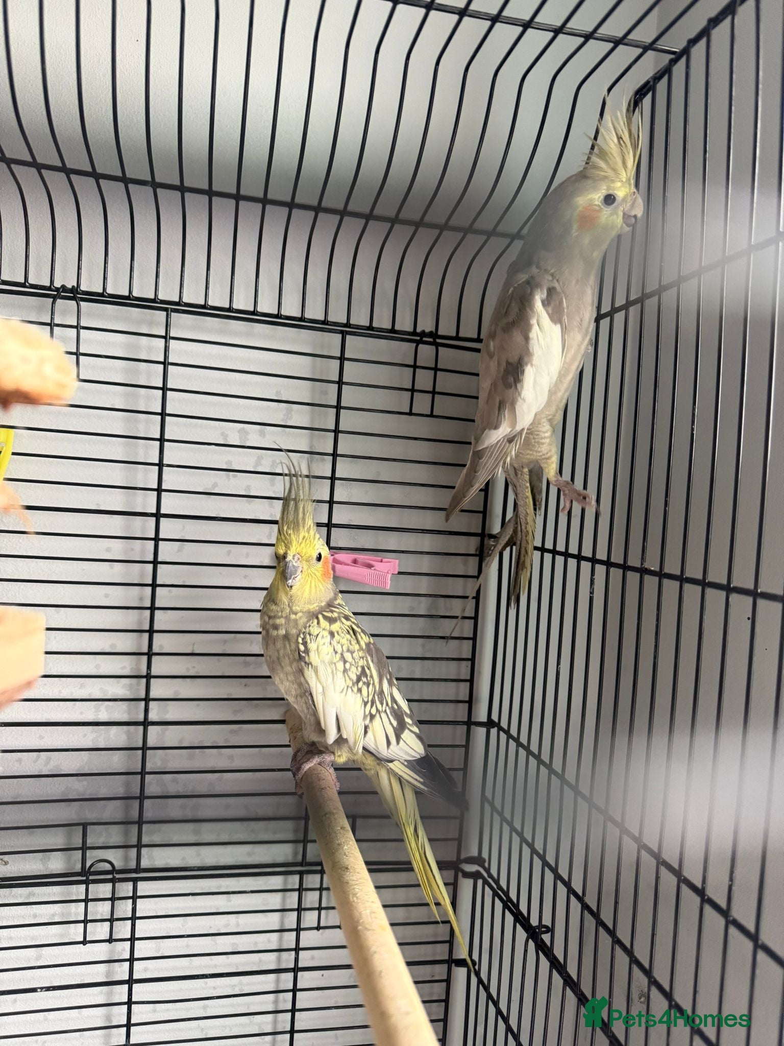 Cockatiels birds Beautiful Cockatiels Looking for a Loving Home - Advert 2