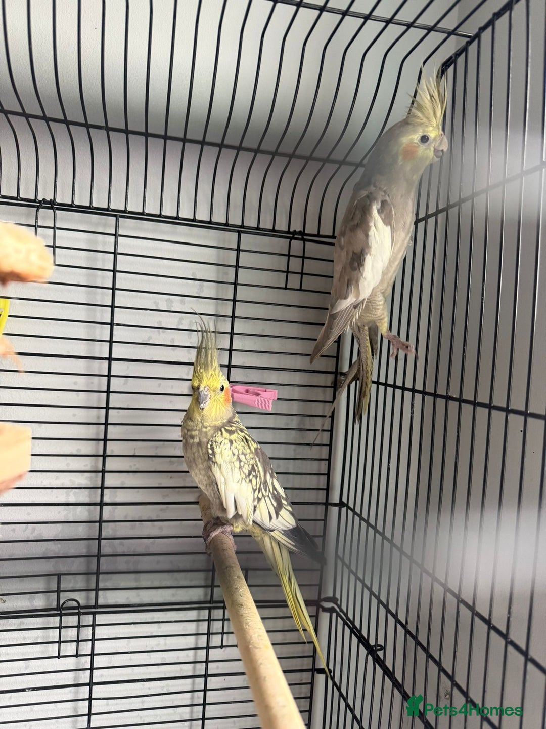 Cockatiels birds for sale: Beautiful Cockatiels Looking for a Loving Home - Advert 1