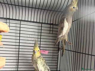 Cockatiels birds Beautiful Cockatiels Looking for a Loving Home - Advert 1