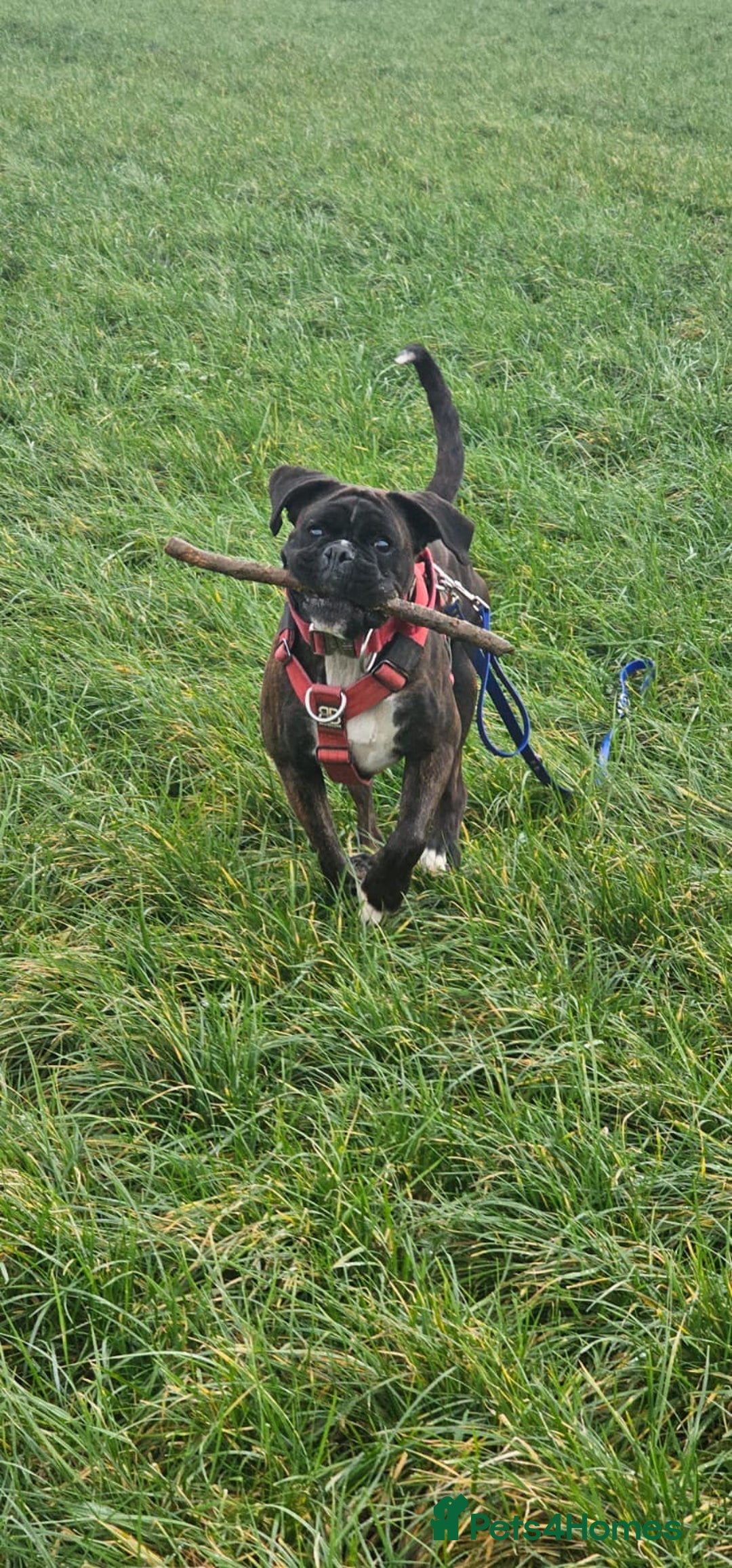 Boxer dogs for sale: Boxer Bitch  - Image 1