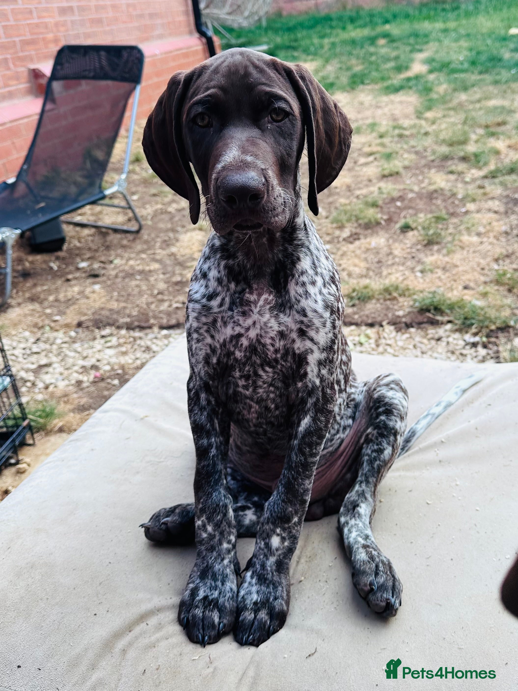 German Shorthaired Pointer dogs KC GSP boys ready for their forever homes ❤️ - Advert 2