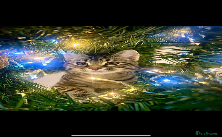 Bengal cats - Advert 6