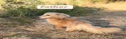 Miniature Dachshund dogs for sale: Miniature long haired cream dachshunds  - Advert 4