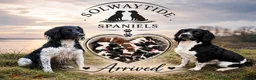 English Springer Spaniel dogs for sale: KC Registered Litter-Fully Health Tested Parents   - Advert 1