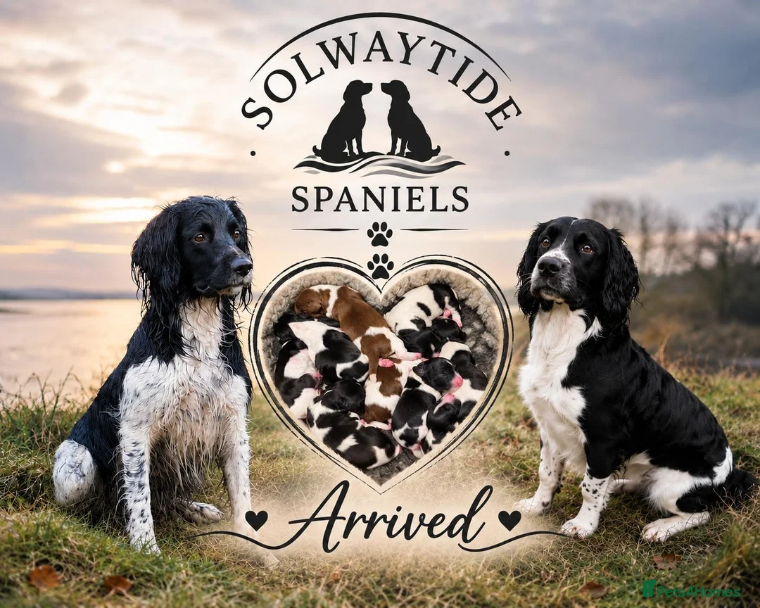 English Springer Spaniel dogs for sale: KC Registered Litter-Fully Health Tested Parents   - Advert 1
