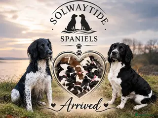 English Springer Spaniel dogs KC Registered Litter-Fully Health Tested Parents - Advert 1