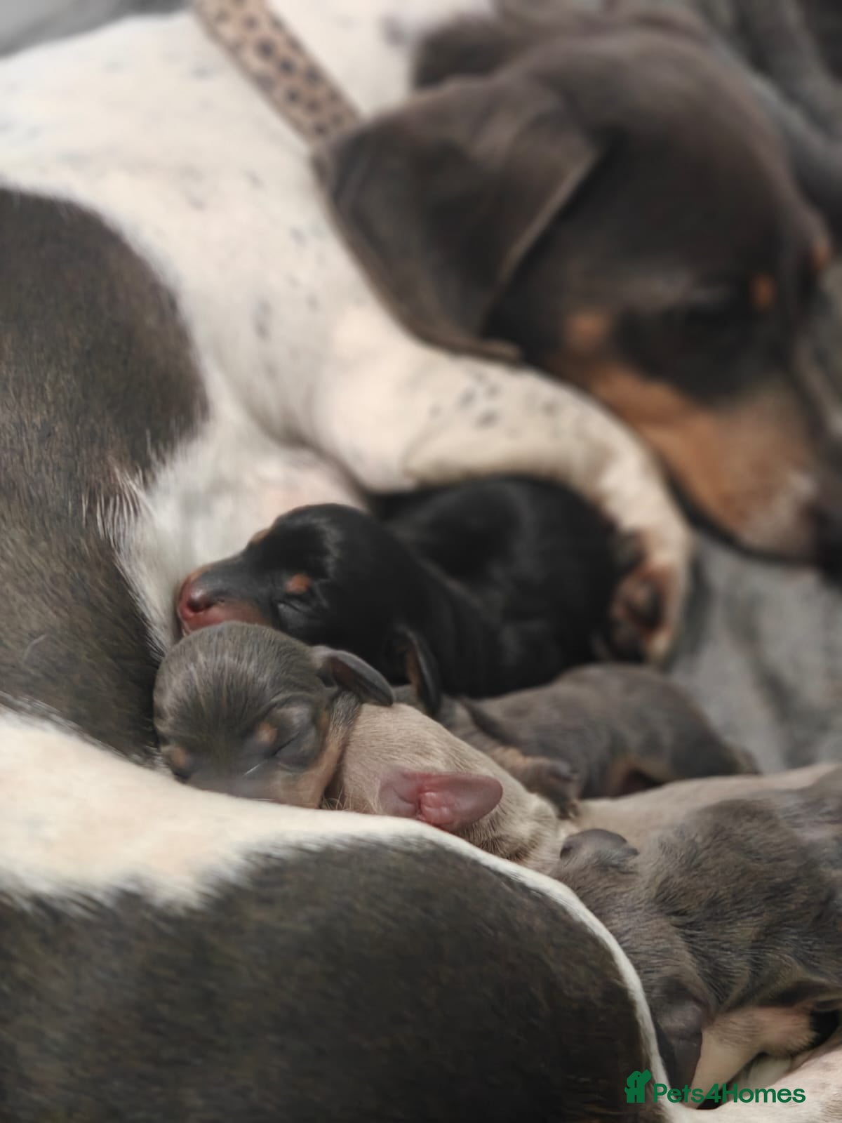 Miniature Dachshund dogs KC Miniature Shorthaired Dachshund  - Advert 13