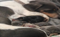 Miniature Dachshund dogs for sale: Miniature Shorthaired Dachshund  - Image 1