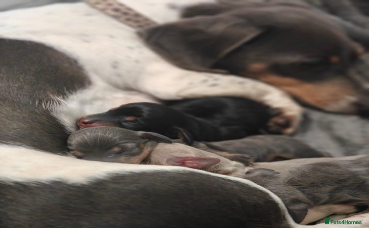 Miniature Dachshund dogs - Advert 1