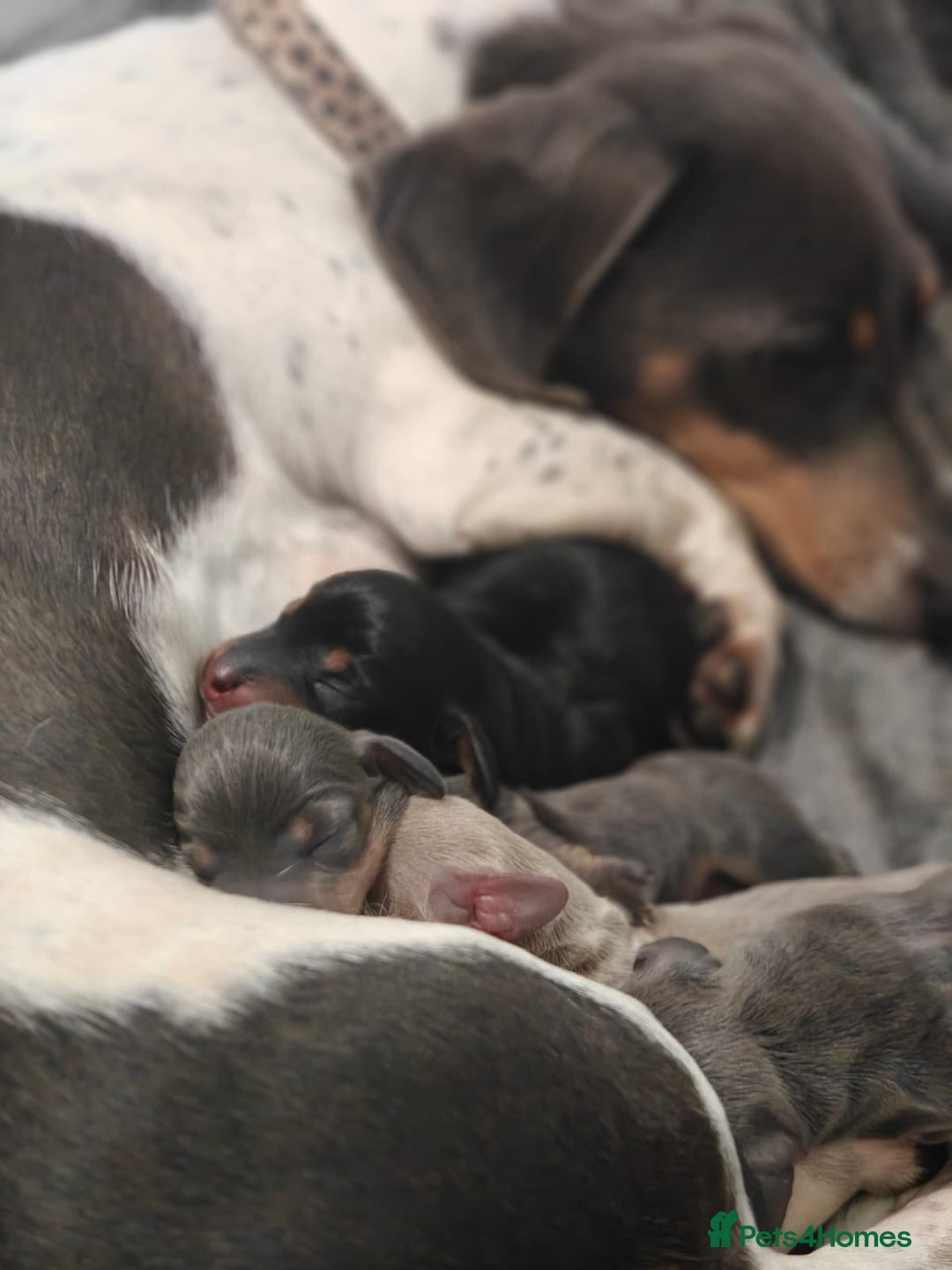 Miniature Dachshund dogs for sale: Miniature Shorthaired Dachshund  - Image 1