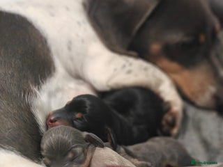 Miniature Dachshund dogs for sale - Advert 1