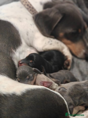 Miniature Dachshund dogs - Advert 1