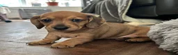 Dachshund dogs for sale: Miniature dachshund puppies in Sunbury-on-Thames - Advert 4