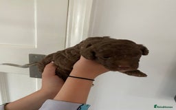 Cavapoo dogs for sale: Beautiful F1b Cavapoo girl  - Image 15