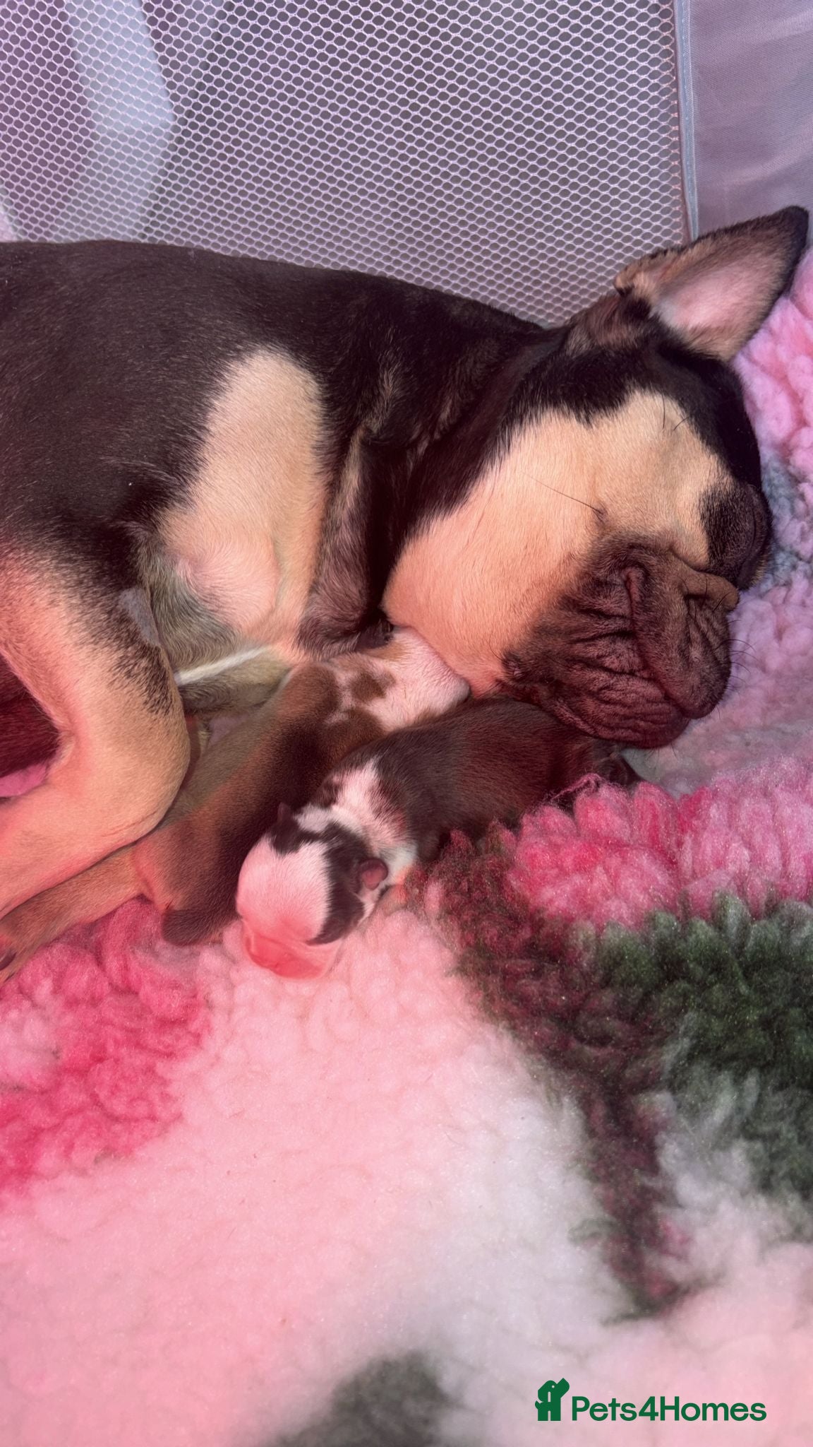 French Bulldog dogs 2x male French bulldogs  - Advert 2