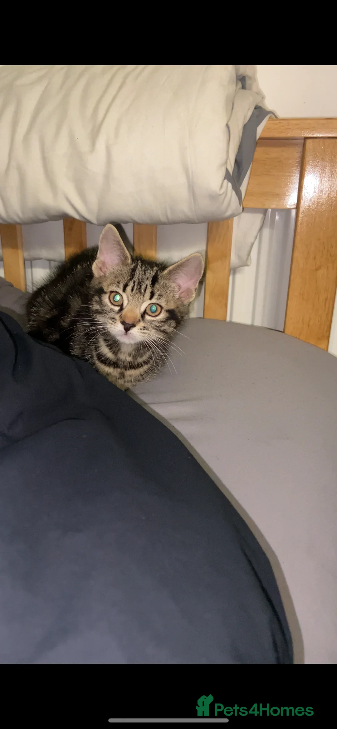 Mixed Breed cats for sale: Beautiful kitten  - Advert 2