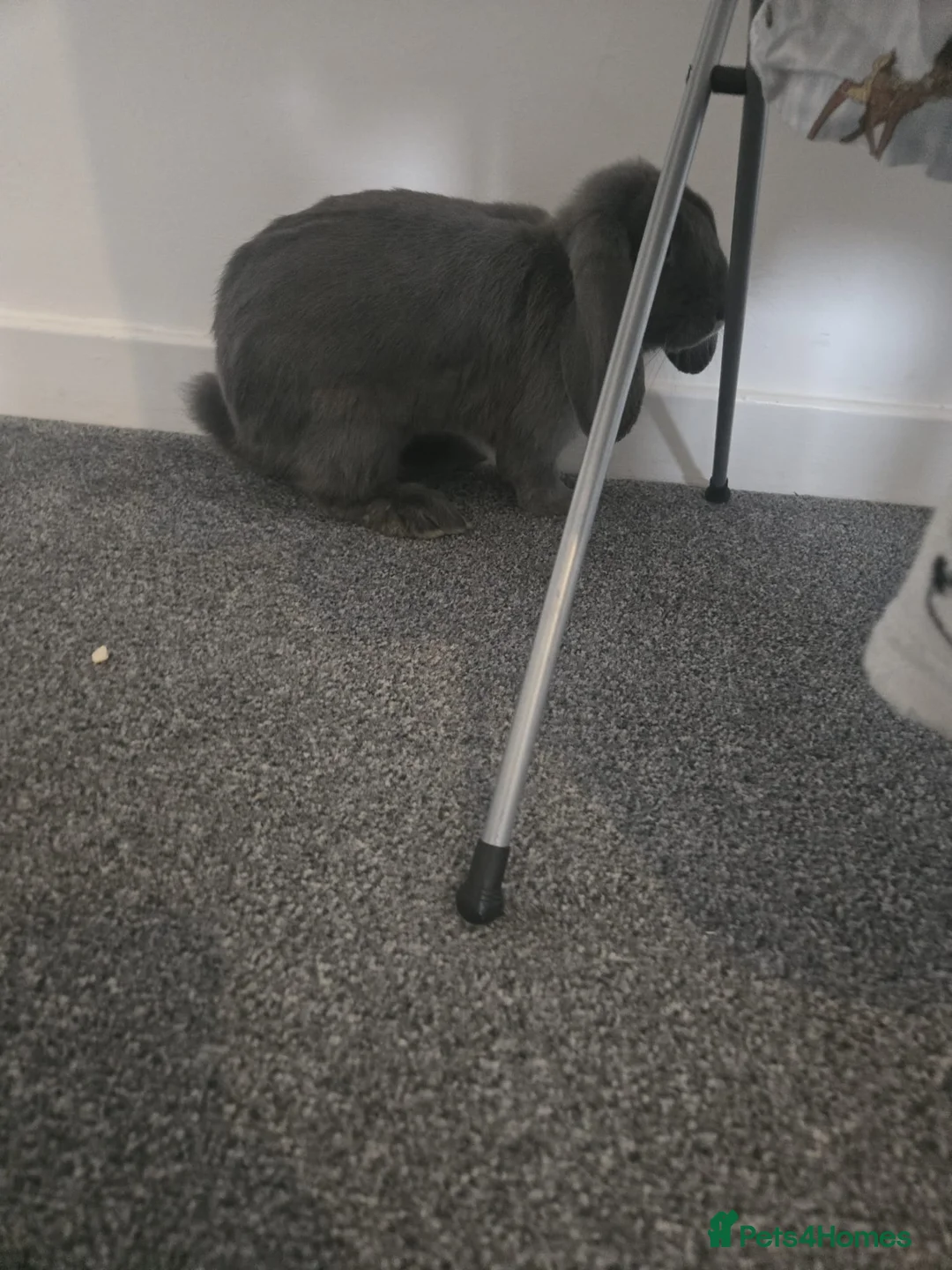 French Lop rabbits for sale: Rabbits  in Pembroke Dock - Advert 5