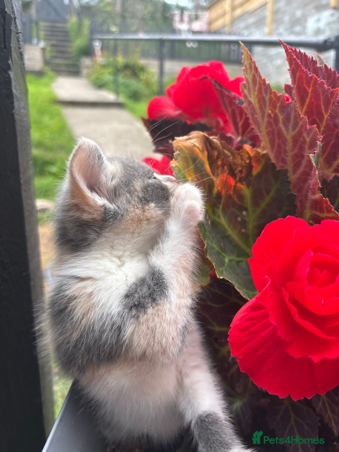 Domestic Shorthair cats for sale: Beautiful shorthair mixed colour kittens  - Image 5