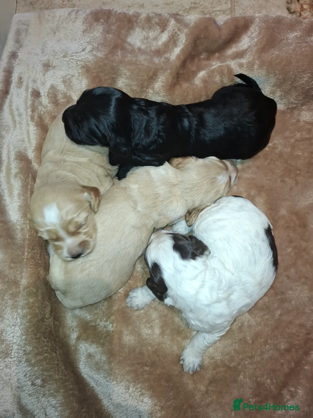 Cockapoo dogs for sale: F2 Cockapoo puppies - Advert 3