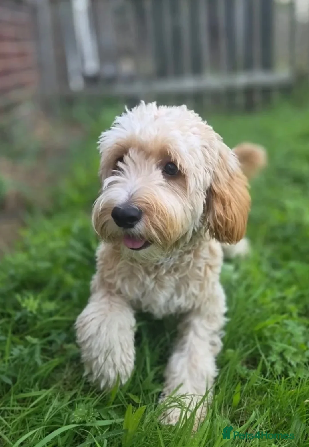 Cockapoo dogs for sale: Cockapoo puppy  - Advert 2
