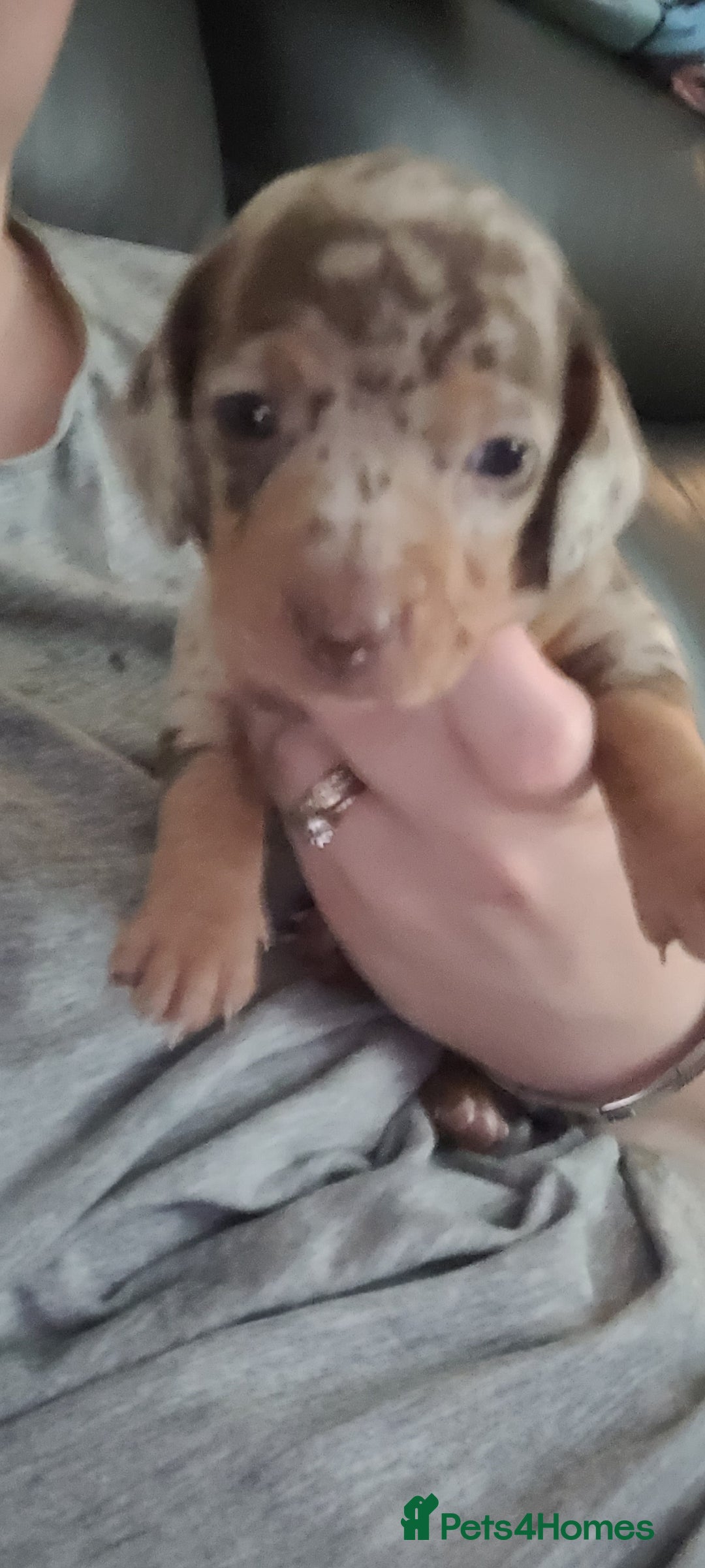 Miniature Dachshund dogs for sale: Kc miniature dachshunds - Image 8