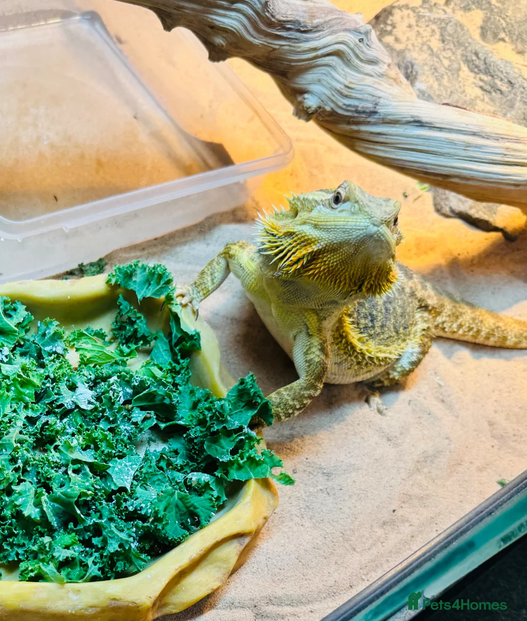 Bearded Dragon reptiles for sale: Female bearded dragon  - Advert 2