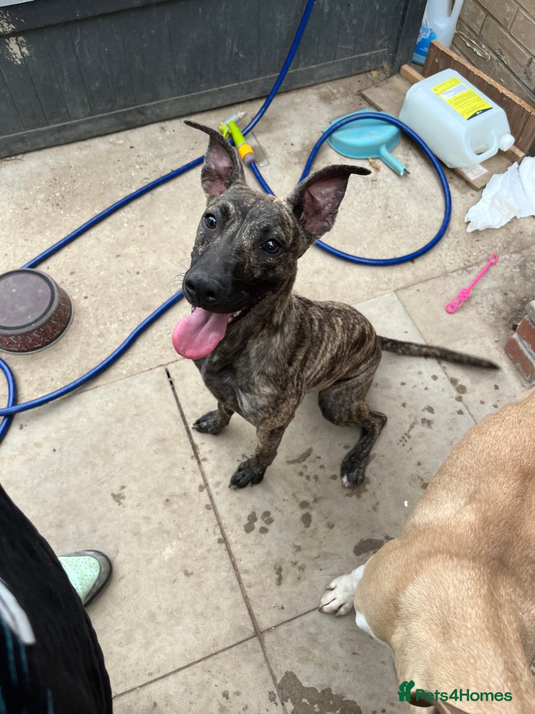 Mixed Breed dogs for sale: 2 8 month old bullmastiff lurcher - Image 3