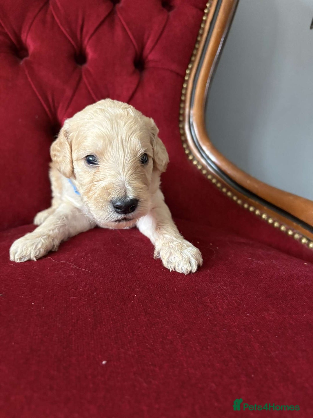 Goldendoodle dogs for sale: Golden Doodle litter  - Image 16