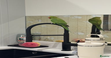 Ringnecks birds - Advert 8