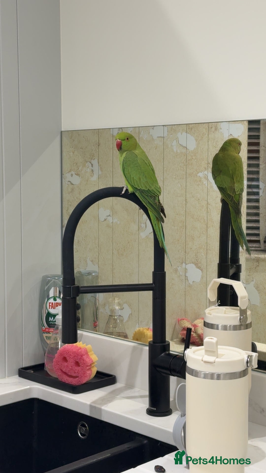Ringnecks birds for sale: Arlo the Indian Ringneck - Image 3