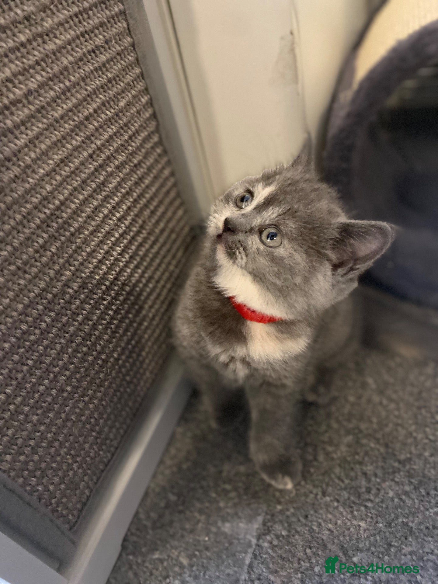 British Shorthair cats for sale: BEAUTIFUL SCOTTISH FOLD × BRITISH SHORTHAIR GIRLS - Advert 16